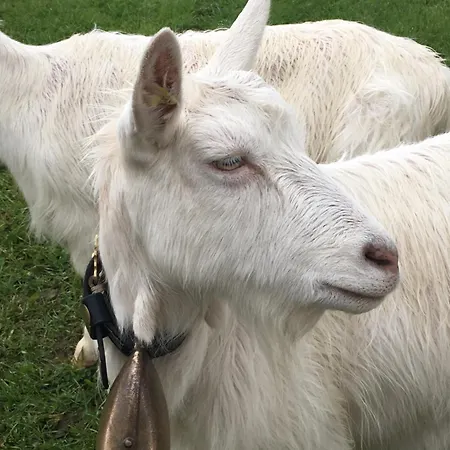 Apartment Wunderschoene Maisonette-ferienwohnung In Stattlichem Toggenburgerhaus