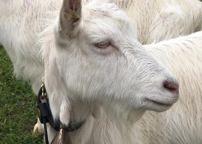 Appartement Wunderschoene Maisonette-ferienwohnung In Stattlichem Toggenburgerhaus